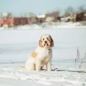 Apricot and white goldendoodle dog in snowy field