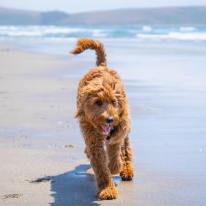 Standard sized goldendoodle on beach