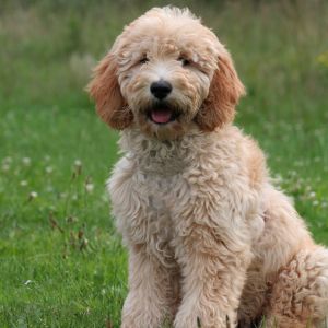 Goldendoodle sitting in grassy field