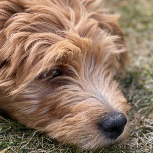 small goldendoodle puppy with head on grass