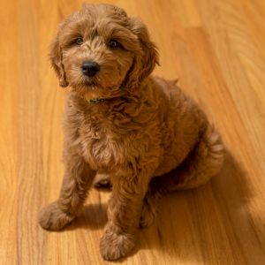 Goldendoodle puppy sitting on wood floor