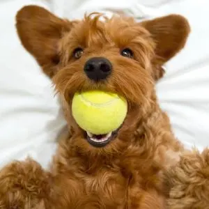 Goldendoodle Names: 275 Best Names for Goldendoodles - Goldendoodle puppy laying on their back with tennis ball in mouth