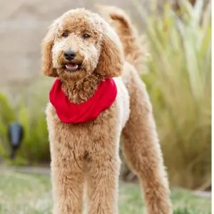 Goldendoodle dog in yard with red scarf