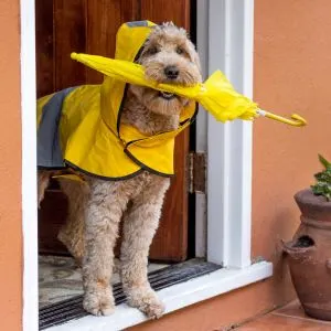 Goldendoodle with yellow raincoat and yello unbrella in their mouth