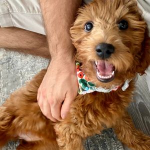 Goldendoodle Names: 275 Best Names for Goldendoodles - Goldendoodle puppy with bright colored bandana