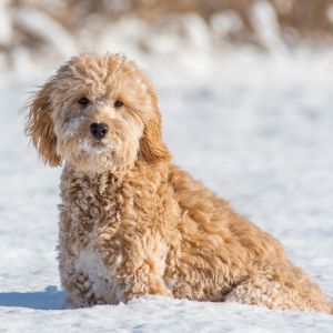 Goldendoodle Names: 275 Best Names for Goldendoodles -  Cream Goldendoodle in snow