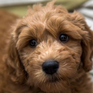 Goldendoodle puppy staring into camera