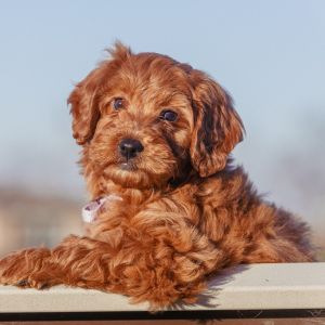 Red Goldendoodle staring at camera