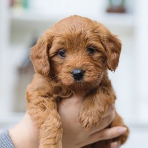 Goldendoodle Price: What Does a Goldendoodle Cost in 2023? - Young puppy held in hand