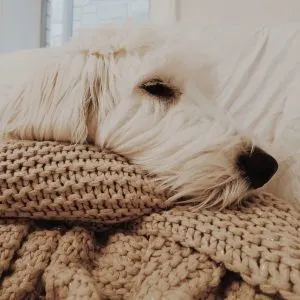 Sleeping Goldendoodle in bed with chunky knit throw