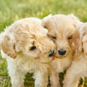Three golden doodle puppies close together in grass