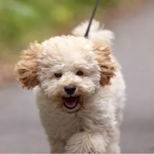 Apricot and cream poodle Maltese mix walking on leash
