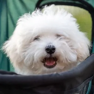 Maltipoo Guide: With Little Known Facts 2023 - white Maltese Poodle mix in stroller