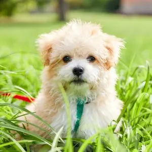 Small; maltese poodle mix sitting in grass