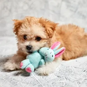 Matlese poodle mix with toy bunny