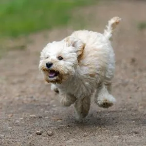 Maltipoo Guide: With Little Known Facts 2023 - Maltese poodle mix running
