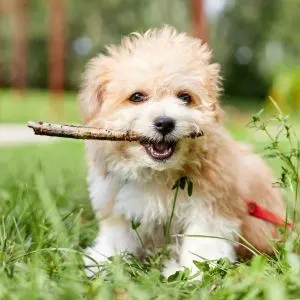 Maltese Poodle mix puppy in grass with stick