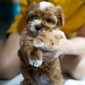 Maltipoo Guide: With Little Known Facts 2023 - small ruby and white maltese poodle mix