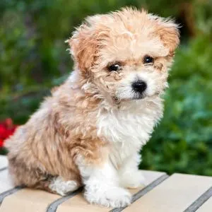 Maltipoo Guide: With Little Known Facts 2023 - Maltese poodle mix on wall