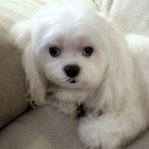 white maltese poodle mix on couch