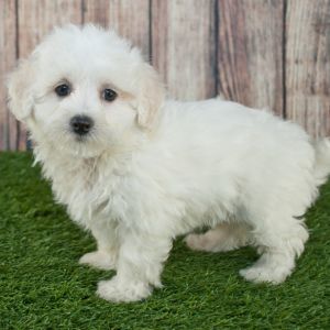 White Maltese Poodle mix puppy on fake background