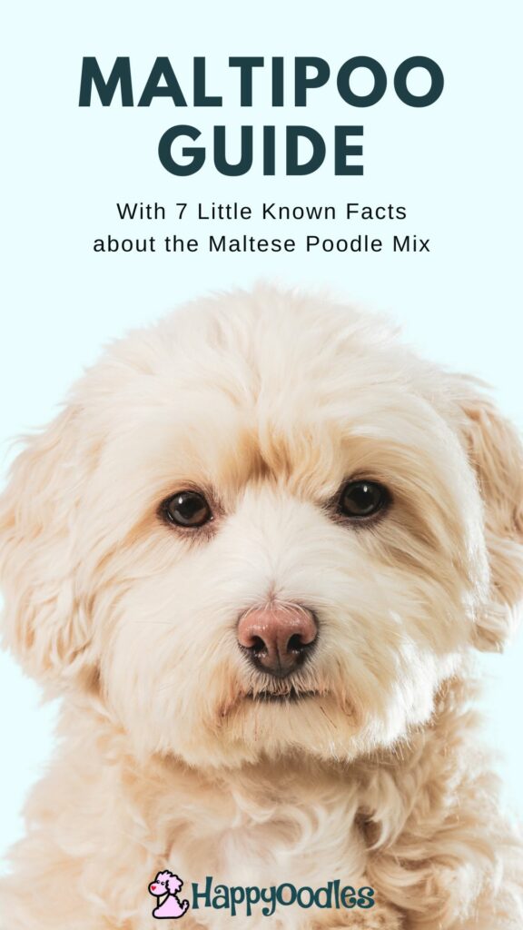 Maltese poodle guide pin