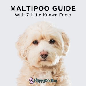 Maltipoo Guide: With Little Known Facts 2023 Title pic with white Maltipoo
