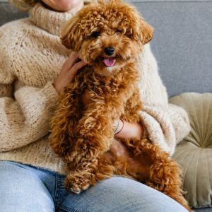 Maltipoo Guide: With Little Known Facts 2023 - Red Maltese Poodle mix dog on lap of women