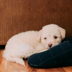 Maltese poodle mix puppy just waking up from a nap