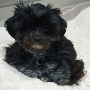 Black small maltese poodle