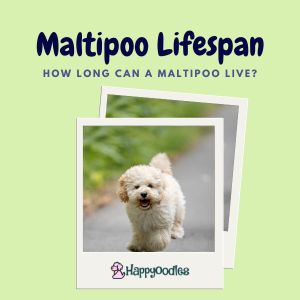Maltipoo Lifespan: How Long Can a Maltipoo Live? - Cover pic with pic of white Maltipoo