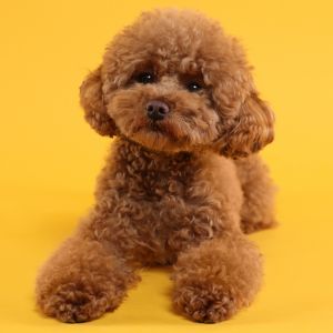Red Maltese poodle mix with orange background