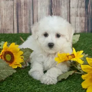 Maltipoo Lifespan: How Long Can a Maltese poodle Live? - white dog with sunflowers