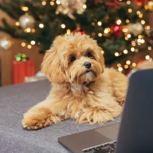 Maltipoo in front of computer