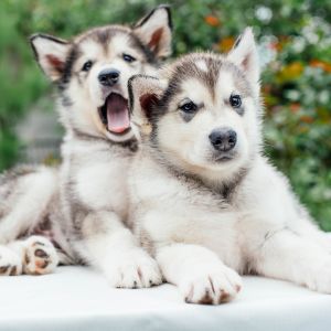 Two husky puppies