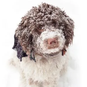 Brown and white dog with snow on it's face