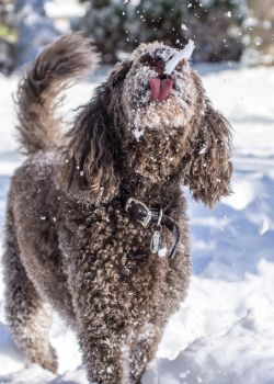 Norse Dog Names: Viking Names for Your Dog - doodle catching snow