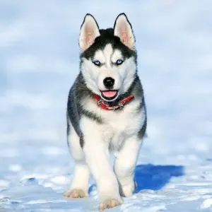 Husky puppy in snow