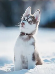 Norse Dog Names: Viking Names for Your Dog - Siberian Husky puppy sitting in snow