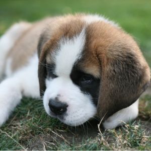 Saint Bernard puppy in grass