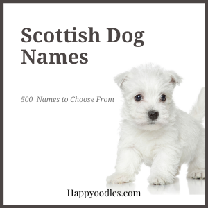 Title - Scottish Dog Names with Westie puppy on a white background.