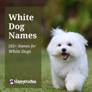 White Dog Names: 265+ Names for White Dogs