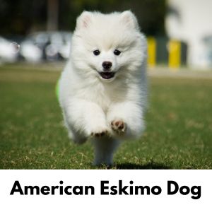 White Dog Names: 375+ Names for White Dogs - American Eskimo Puppy running in grass