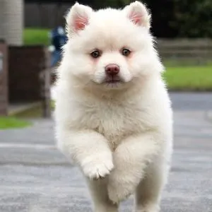 White bear like puppy running