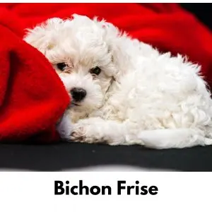 White Dog Names: 375+ Names for White Dogs - Bichon Frise puppy laying on red blanket