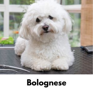 Bolognese dog looking at camera