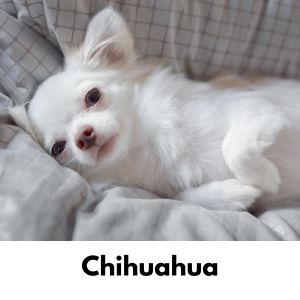 Chihuahua laying in bed