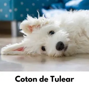 Coton De Tulear - laying on side