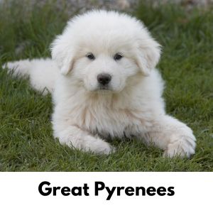 Great Pyrenees puppy laying in grass 