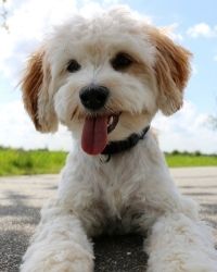 White Dog Names: 375+ Names for White Dogs - White dog looking at camera